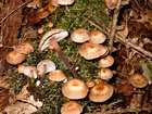 Habitus