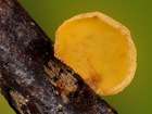 Habitus
