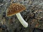 Habitus