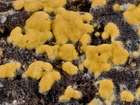 Habitus