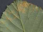 Habitus