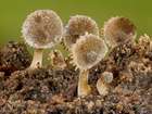 Habitus