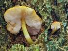 Habitus