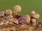 Habitus