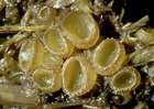 Habitus