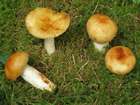 Habitus