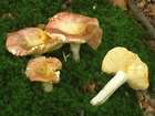 Habitus